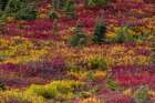 Huckleberry bushes and mountain ash in autumn hues in Mount Rainier National Park, Washington State Art Print